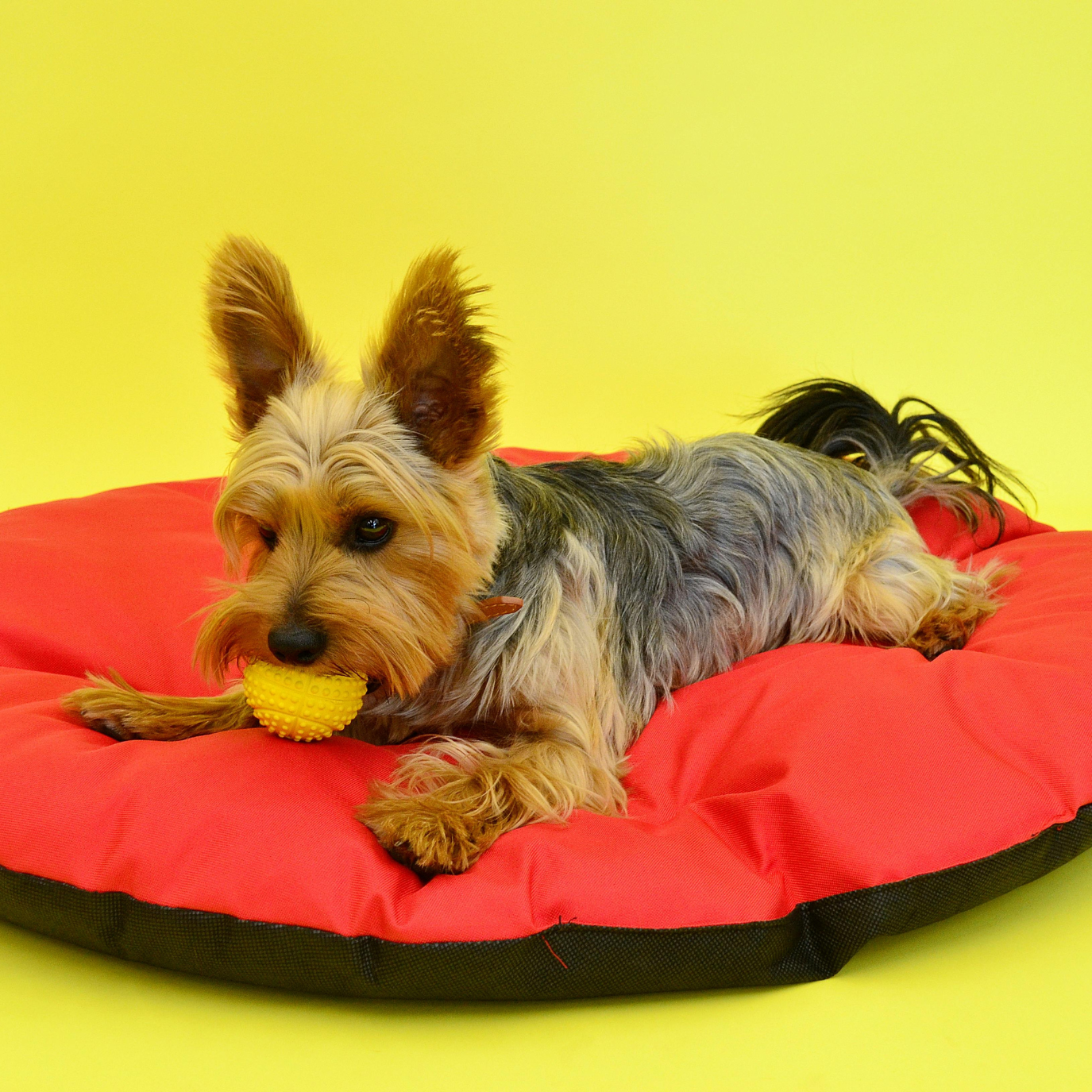 Pet Toys